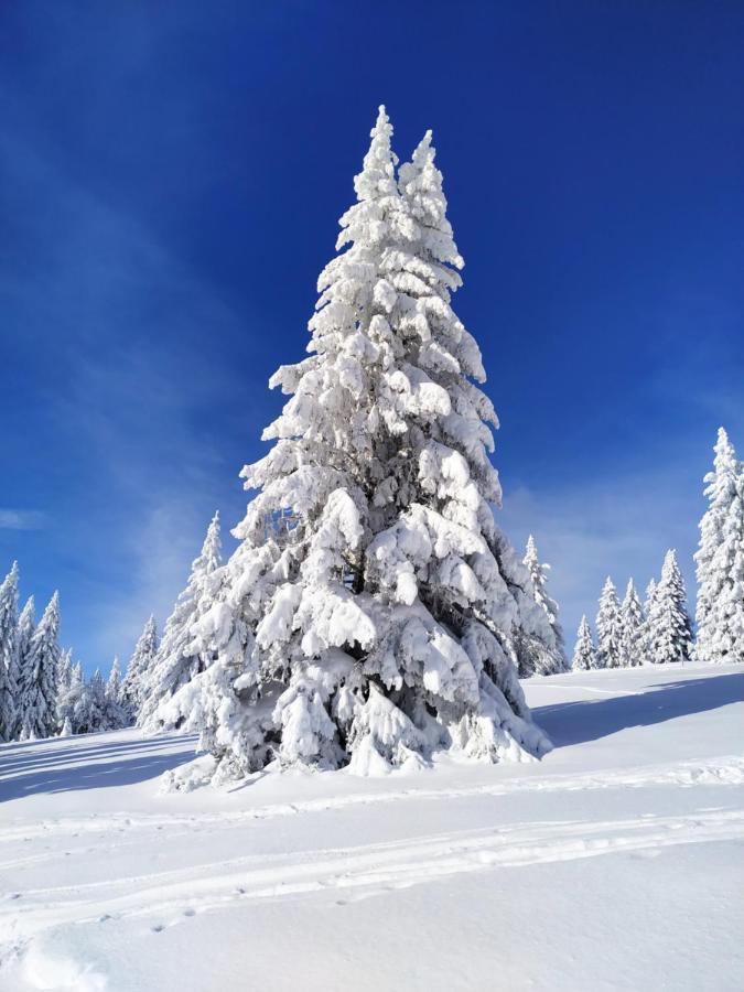 Ferienwohnung mit Whirlpool&Balkon, direkt an der Skipiste/an den Wanderwegen Feldberg  Buitenkant foto